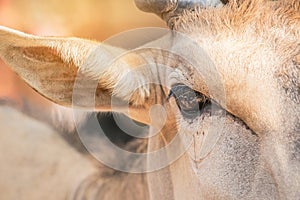 Close up eye of male Common Eland Taurotragus oryx