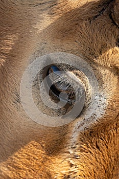 Close-up of eye of male common impala