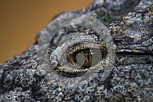 Close up eye of a nile crocodile