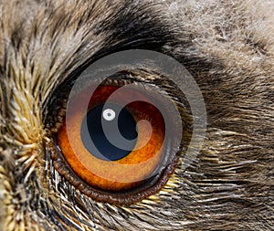 Close-up on an eye of a One month, Bubo bubo - Eurasian Eagle-Owl chick