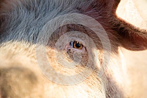 Close up of the eye of a pig