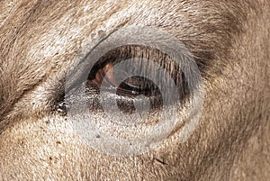 Close-up eye of sad beige cow  with a teardrop and long eyelashes