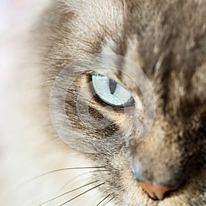 Close up of eye on a Tiffany Cat