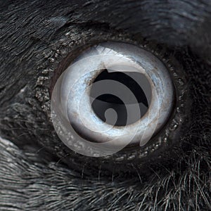 Close-up on the eye of a Western Jackdaw, Corvus monedula, or Eurasian Jackdaw