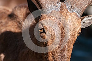 Close Up Of The Eye Of A Wild Goat, Also Called Capra Aegagrus
