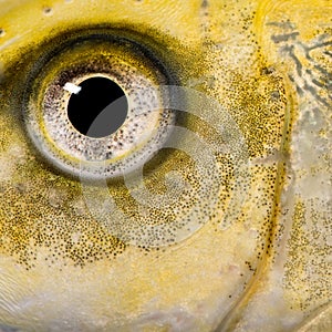 Close-up on the eye of a yellow fish