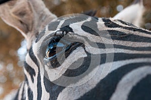 Close Up Of The Eye Of A Zebra