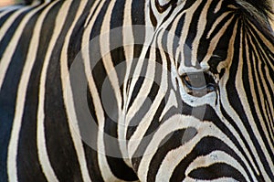 Close up eye of zebra with zebra pattern
