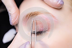 Close-up of the eyebrow hairs after which the tip of the tweezers is located