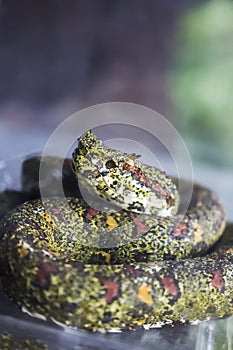 Close Up Eyelash Viper Curled Up