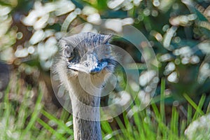 Close-up and eyes and beak of a Emu