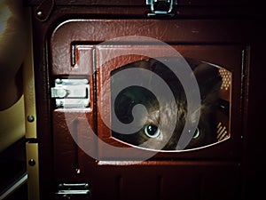 Close up eyes of cat hide and seek in the red box photo