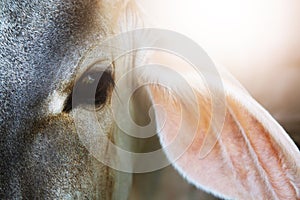 Close up eyes cow portrait in morning sunlight, calf face . Beef cattle.