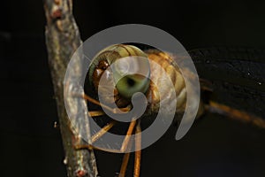 Close up eyes Dragonfly Anisoptera