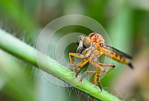 Close up eyes dragonfly