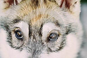 Close Up Of Eyes Of Husky Dog Puppy