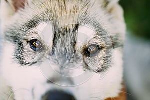 Close Up Of Eyes Of Husky Dog Puppy