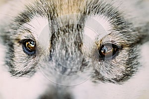 Close Up Of Eyes Of Husky Dog Puppy