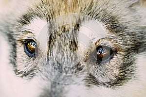 Close Up Of Eyes Of Husky Dog Puppy