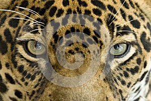 Da vicino occhi giaguaro il grande gatto 