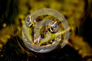 Close up of the eyes of one pool frog Pelophylax lessonae with black background in Lausanne, Switzerland.