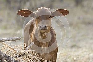 Close up f a young brown calf