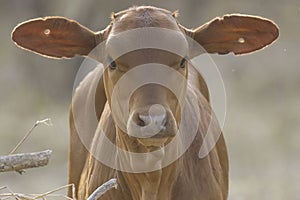 Close up f a young brown calf