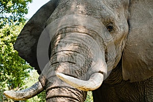 Close up of the face of an African elephant