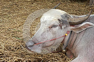 Close up at face a Albino buffalo Pink buffalo on rice Straw