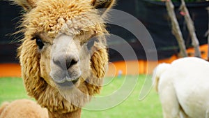 Close up Face of Alpaca, cute furry animal