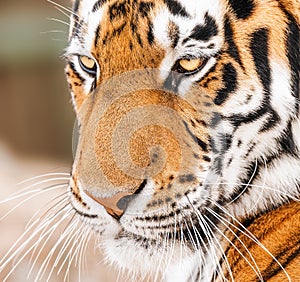 Close up of the face of an Amur Tiger also called a Siberian tiger.