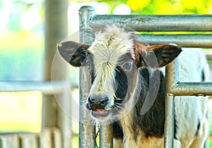 Close up the face of baby cow in a farm