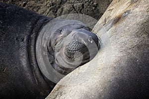 Close Up Face Baby Elephant Seal Pup Sleeping on Mother