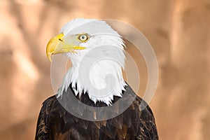Close up on the face of a Bald Eagle in natural environment. High quality photography