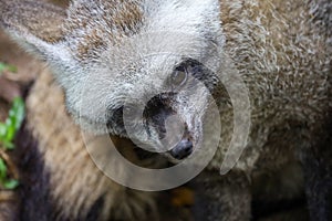 close up face bat eared fox