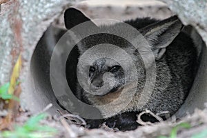 close up face bat eared fox in cave