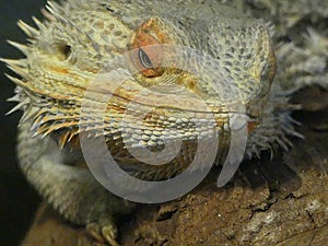 Close up of the Face of a Bearded Dragon Lizard