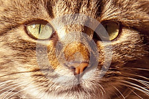 Close up of face of beautiful little cat indoors at home