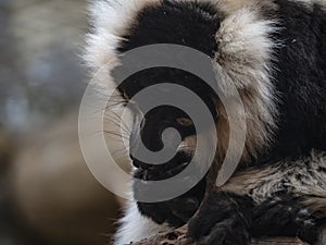 Close up face black lemur