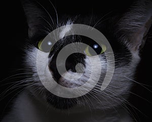 Close-up face black and white cat
