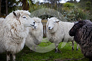 Close up face of black and white new zealand merino sheep in rural farm