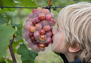 Close-up of the face of a boy biting large grapes from a large ripe appetizing bunch