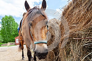 Close up face of A arabian horse with a saddle on his back bowed his head and eats hay from a dry stack