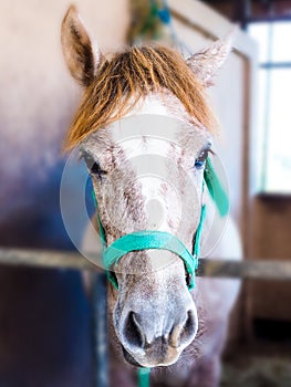 Close-up face of brown horse in stable