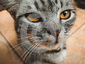 Close up face cat fotography