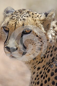 Close-up of face of cheetah, Namibia, Africa