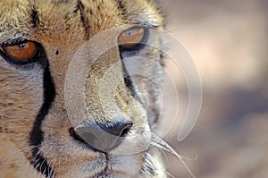 Close-up of face of cheetah, Namibia, Africa