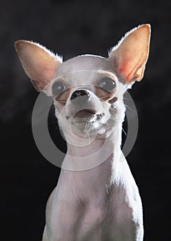 Close up face of chihuahua dogs use for animals and lovely pets