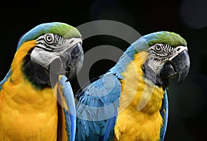 Close up face of couple Blue-and-Gold macaw parrot birds expose to photographer photo
