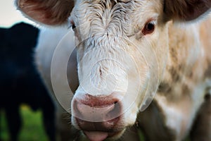 A close up of the face of a cow.